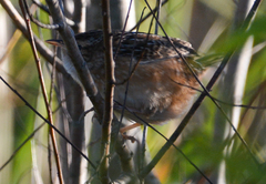 Cistothorus stellaris