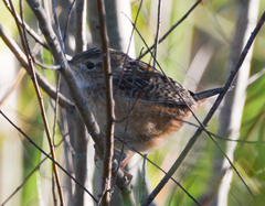 Cistothorus stellaris