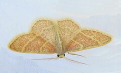 Chlorochlamys appellaria