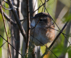 Cistothorus stellaris