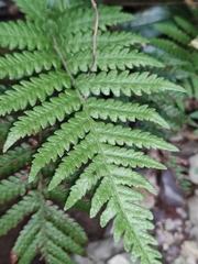 Leptogramma tottoides