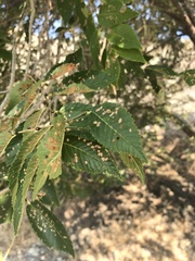 Xanthogaleruca luteola