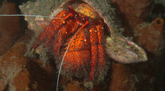 Dardanus megistos
