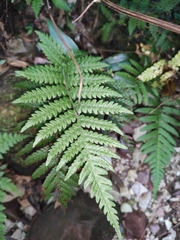Leptogramma tottoides