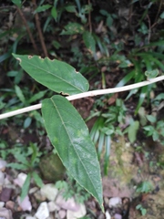 Rubus swinhoei