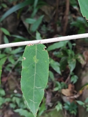 Rubus swinhoei