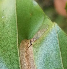 Stenopsocus