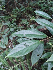 Itea omeiensis