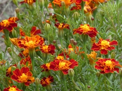 Tagetes patula
