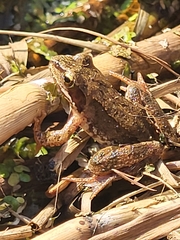 Rana temporaria