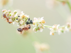Aphis fabae