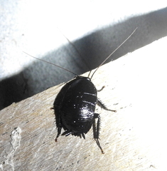 Melanozosteria nitida