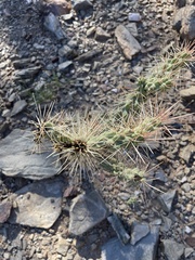 Cylindropuntia fulgida