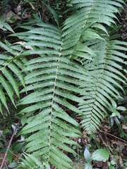 Christella parasitica