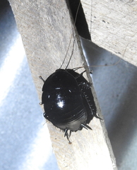 Melanozosteria nitida