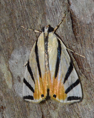 Dichogama prognealis