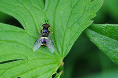 Chrysotoxum bicinctum