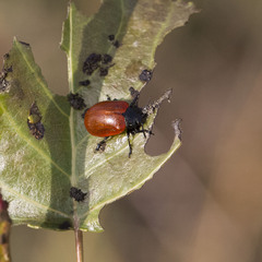 Chrysomela populi