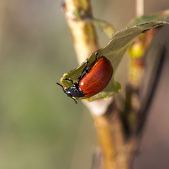 Chrysomela populi