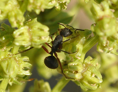 Camponotus rufipes