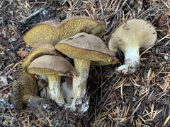 Suillus punctatipes