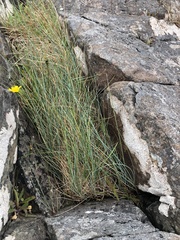 Festuca rubra