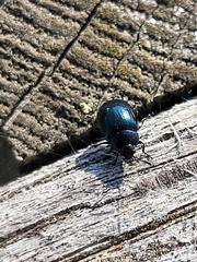 Coleoptera