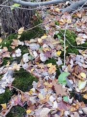 Brachythecium rivulare