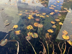 Nymphaea odorata