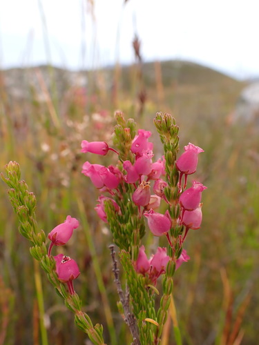 Image of Erica tenella by (c) Ren Hoekstra, some rights reserved (CC BY)