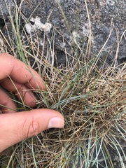 Festuca rubra