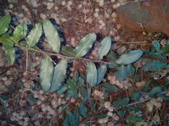 Mystroxylon aethiopicum