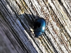 Coleoptera