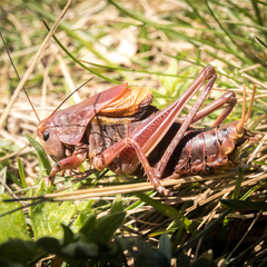 Psorodonotus