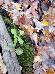 Brachythecium rivulare