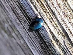Coleoptera