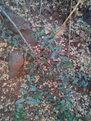 Mystroxylon aethiopicum