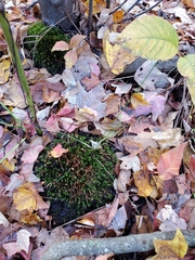 Brachythecium rivulare