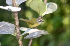Chlorospingus flavopectus