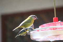 Chlorospingus flavopectus