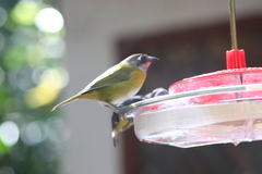 Chlorospingus flavopectus