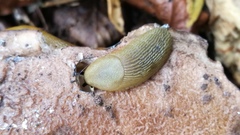 Arion intermedius