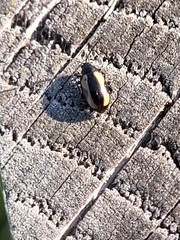 Coleoptera