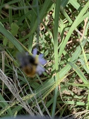 Melissodes dentiventris