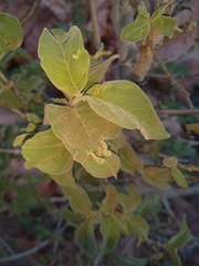 Vangueria infausta