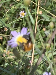 Melissodes dentiventris