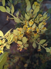 Osyris lanceolata
