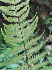 Pseudophegopteris aurita