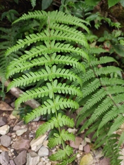 Pseudophegopteris aurita