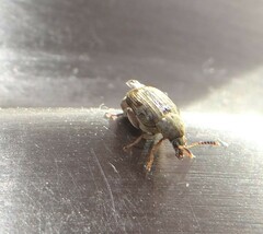 Acanthoscelides obtectus